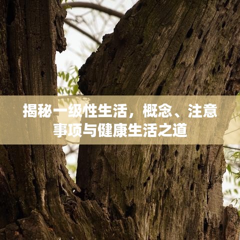 揭秘一级性生活，概念、注意事项与健康生活之道