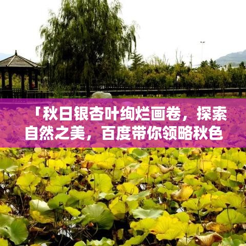 「秋日银杏叶绚烂画卷，探索自然之美，百度带你领略秋色魅力」