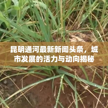 昆明通河最新新闻头条，城市发展的活力与动向揭秘