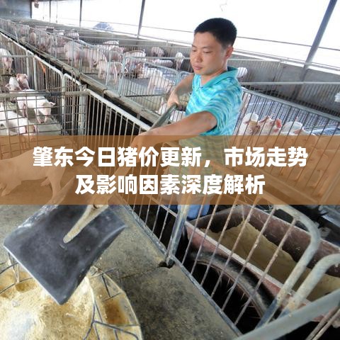 肇东今日猪价更新,市场走势及影响因素深度解析