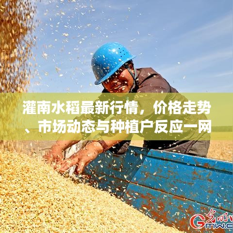 灌南水稻最新行情,价格走势、市场动态与种植户反应一网打尽!
