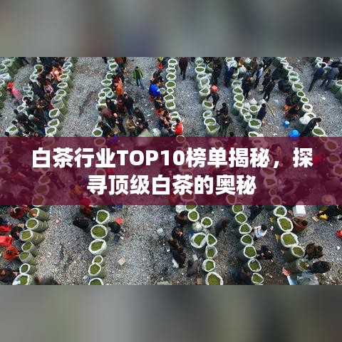 白茶行业TOP10榜单揭秘，探寻顶级白茶的奥秘