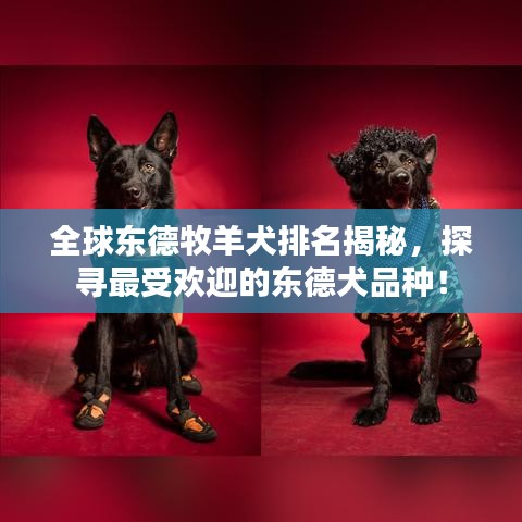 全球东德牧羊犬排名揭秘,探寻最受欢迎的东德犬品种!