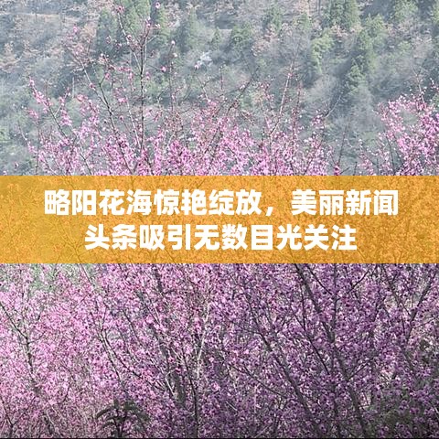 略阳花海惊艳绽放，美丽新闻头条吸引无数目光关注