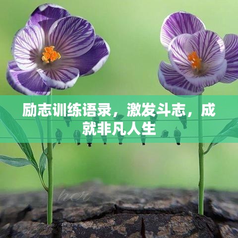 励志训练语录，激发斗志，成就非凡人生