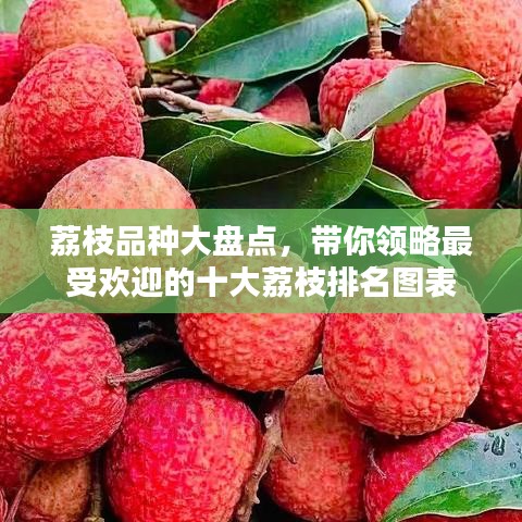 荔枝品种大盘点，带你领略最受欢迎的十大荔枝排名图表