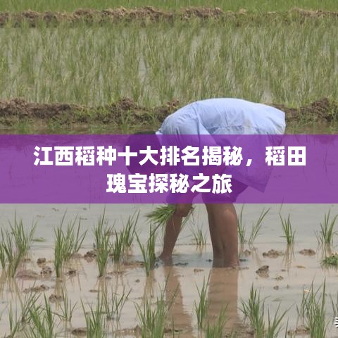 江西稻种十大排名揭秘，稻田瑰宝探秘之旅