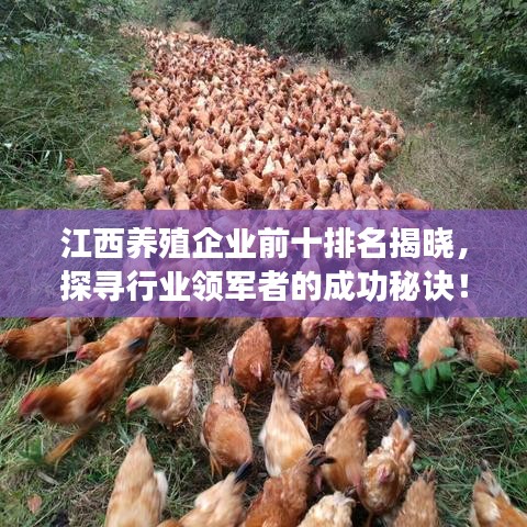 江西养殖企业前十排名揭晓,探寻行业领军者的成功秘诀!