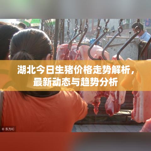 湖北今日生猪价格走势解析，最新动态与趋势分析