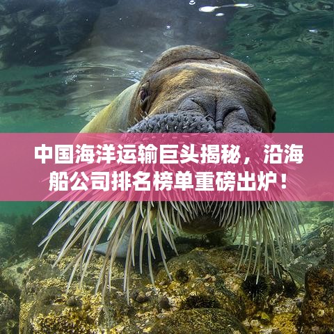 中国海洋运输巨头揭秘，沿海船公司排名榜单重磅出炉！