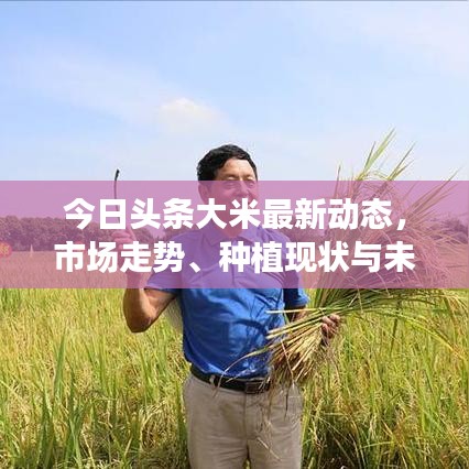今日头条大米最新动态，市场走势、种植现状与未来展望