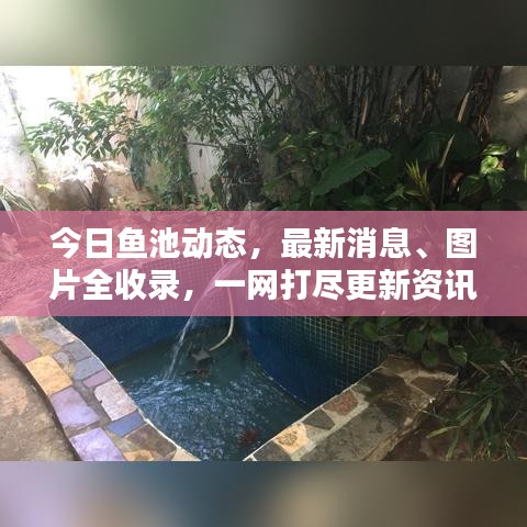 今日鱼池动态，最新消息、图片全收录，一网打尽更新资讯！