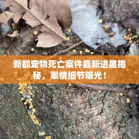 新都宠物死亡案件最新进展揭秘,案情细节曝光!