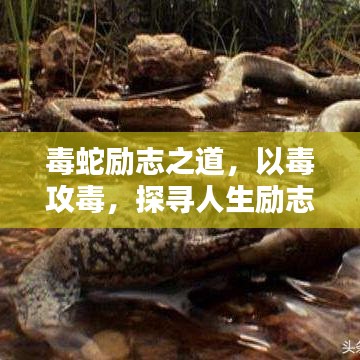 毒蛇励志之道，以毒攻毒，探寻人生励志真谛