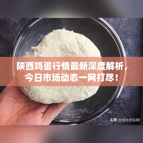 陕西鸡蛋行情最新深度解析，今日市场动态一网打尽！