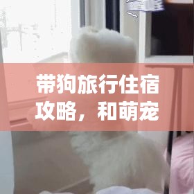 带狗旅行住宿攻略，和萌宠共度惬意时光