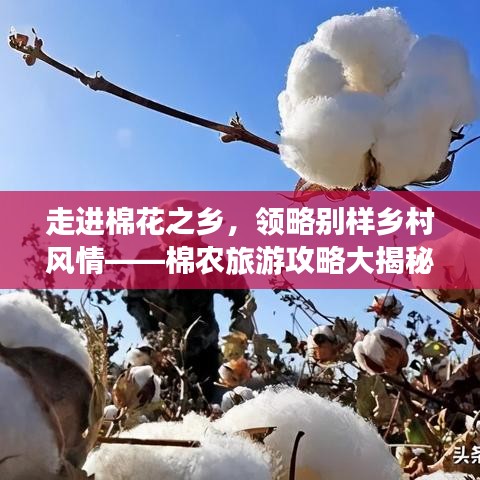 走进棉花之乡，领略别样乡村风情——棉农旅游攻略大揭秘