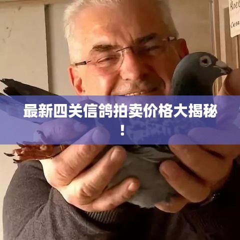 最新四关信鸽拍卖价格大揭秘！