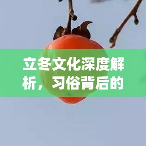 立冬文化深度解析,习俗背后的故事,百度带你探索立冬时节的知识之旅