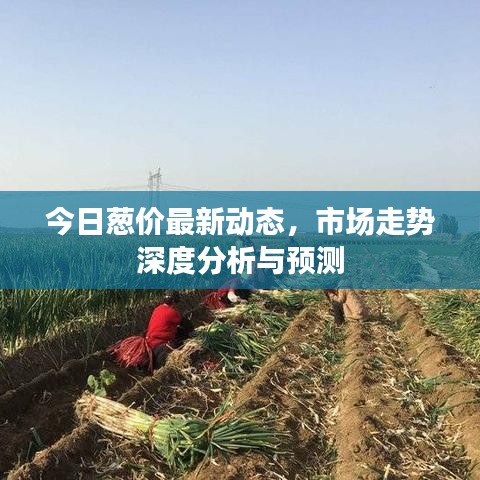 今日葱价最新动态，市场走势深度分析与预测