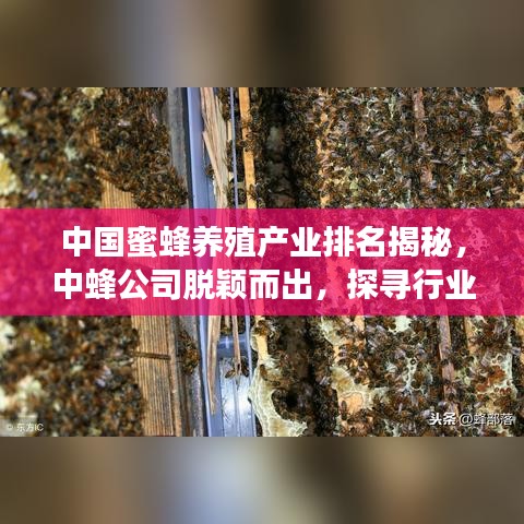 中国蜜蜂养殖产业排名揭秘，中蜂公司脱颖而出，探寻行业佼佼者