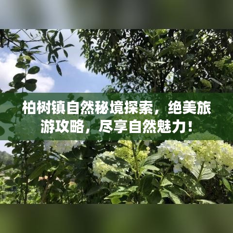 柏树镇自然秘境探索,绝美旅游攻略,尽享自然魅力!