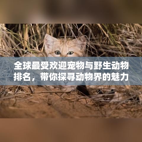 全球最受欢迎宠物与野生动物排名，带你探寻动物界的魅力榜单！