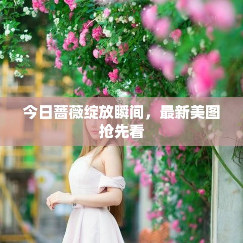 今日蔷薇绽放瞬间，最新美图抢先看