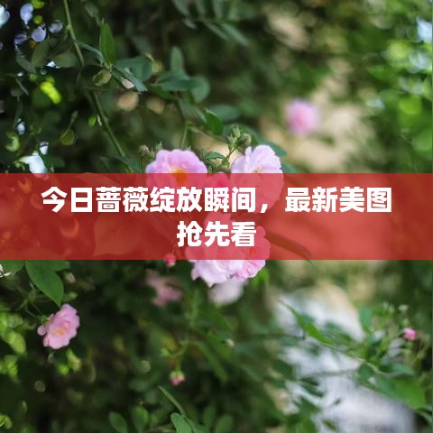 今日蔷薇绽放瞬间,最新美图抢先看