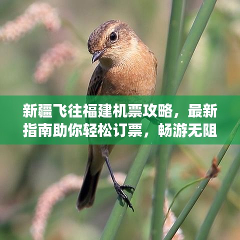 新疆飞往福建机票攻略，最新指南助你轻松订票，畅游无阻！