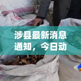 涉县最新消息通知，今日动态揭秘