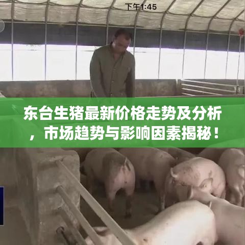 东台生猪最新价格走势及分析，市场趋势与影响因素揭秘！