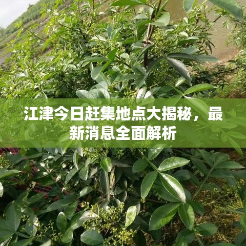 江津今日赶集地点大揭秘，最新消息全面解析