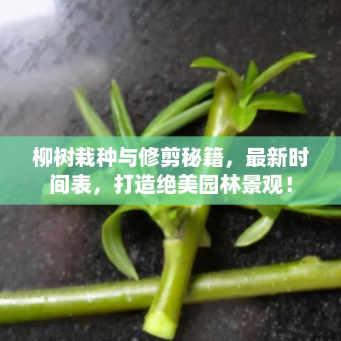 柳树栽种与修剪秘籍，最新时间表，打造绝美园林景观！