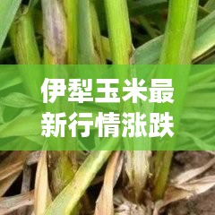 伊犁玉米最新行情涨跌走势分析今日揭秘