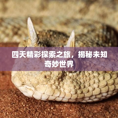 四天精彩探索之旅，揭秘未知奇妙世界