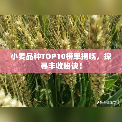 小麦品种TOP10榜单揭晓，探寻丰收秘诀！