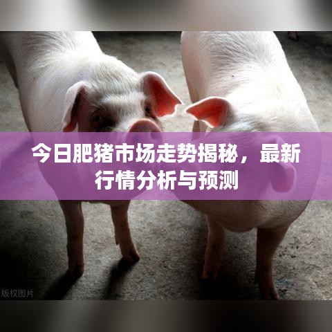 今日肥猪市场走势揭秘，最新行情分析与预测