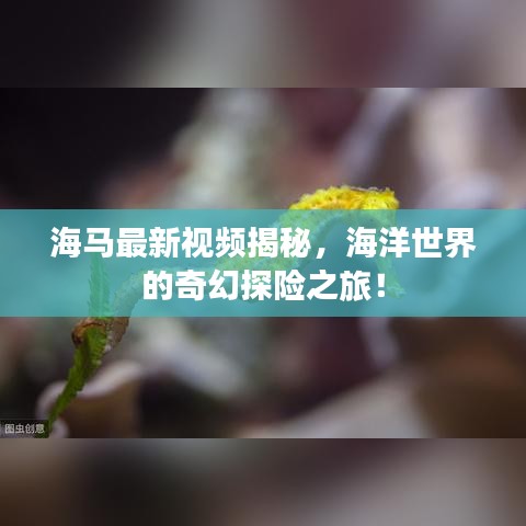 海马最新视频揭秘，海洋世界的奇幻探险之旅！