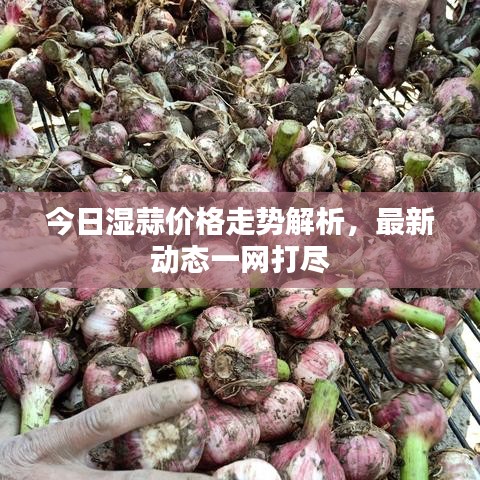 今日湿蒜价格走势解析，最新动态一网打尽