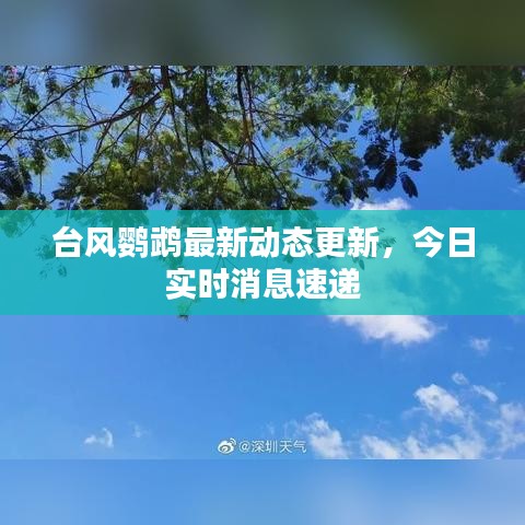 台风鹦鹉最新动态更新，今日实时消息速递