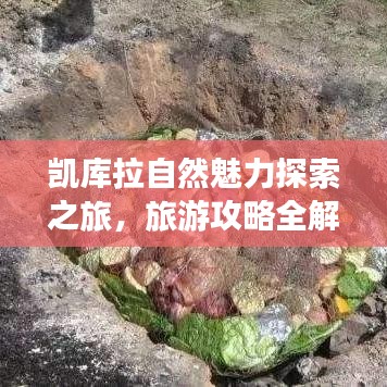 凯库拉自然魅力探索之旅，旅游攻略全解析