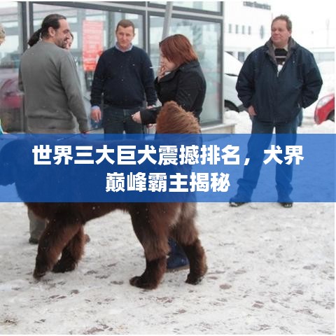 世界三大巨犬震撼排名，犬界巅峰霸主揭秘