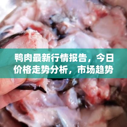 鸭肉最新行情报告，今日价格走势分析，市场趋势预测与深度解读