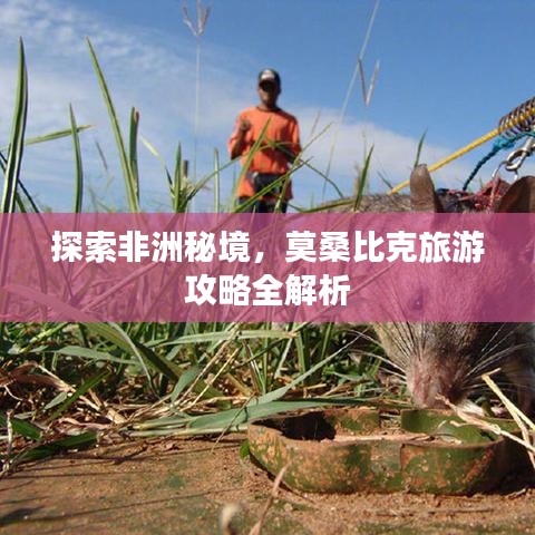 探索非洲秘境,莫桑比克旅游攻略全解析