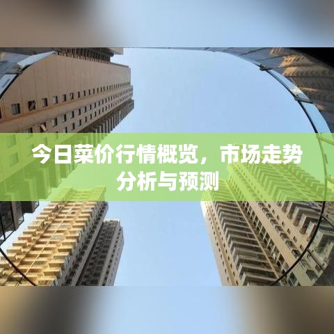 今日菜价行情概览，市场走势分析与预测