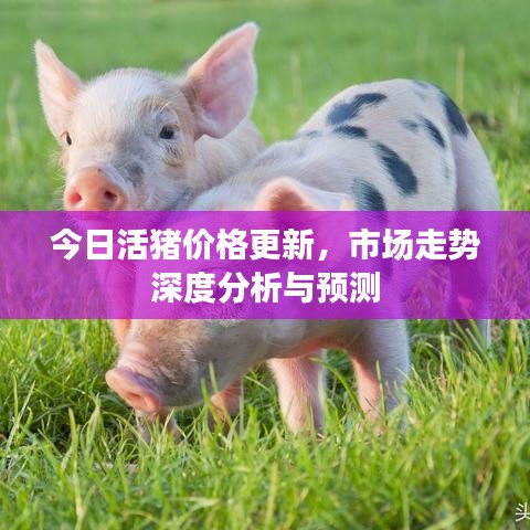 今日活猪价格更新，市场走势深度分析与预测