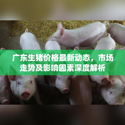 广东生猪价格最新动态，市场走势及影响因素深度解析
