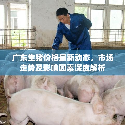 广东生猪价格最新动态,市场走势及影响因素深度解析