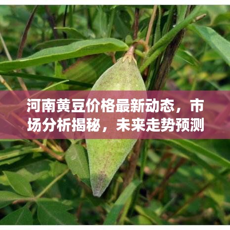 河南黄豆价格最新动态，市场分析揭秘，未来走势预测